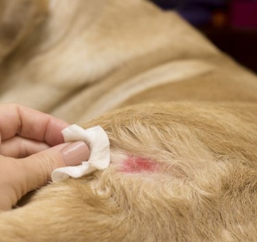 Le CBD soulage-t-il la dermatite chez le chien