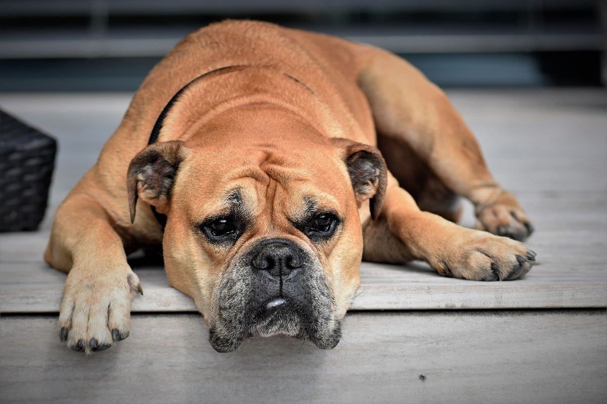 dog at rest