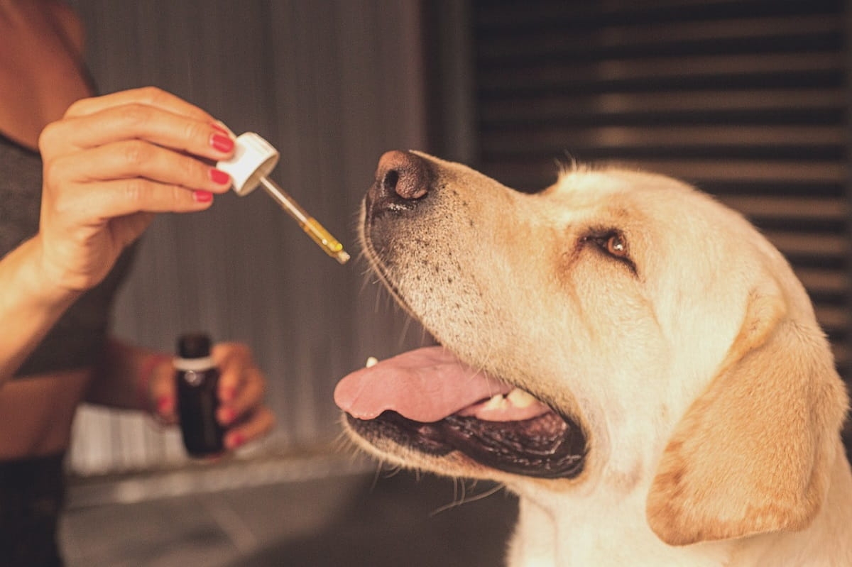 dog treatment