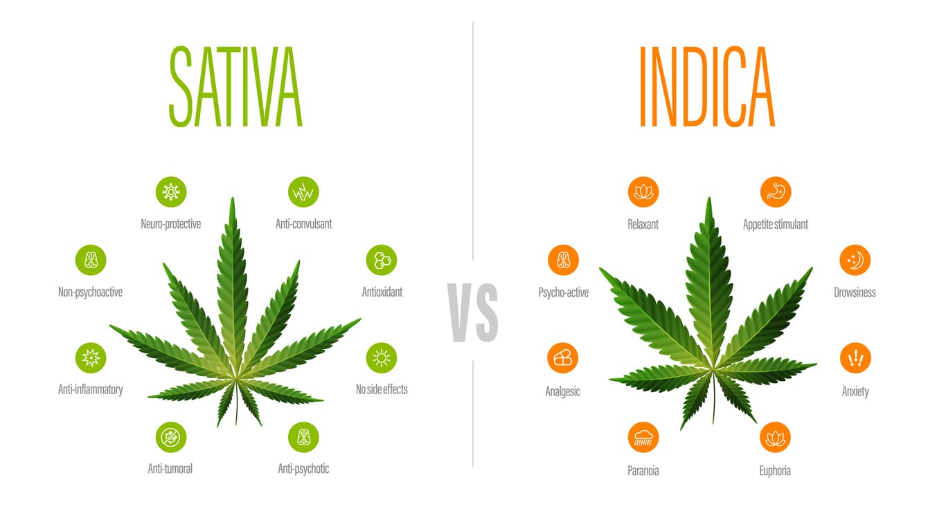 indica et sativa