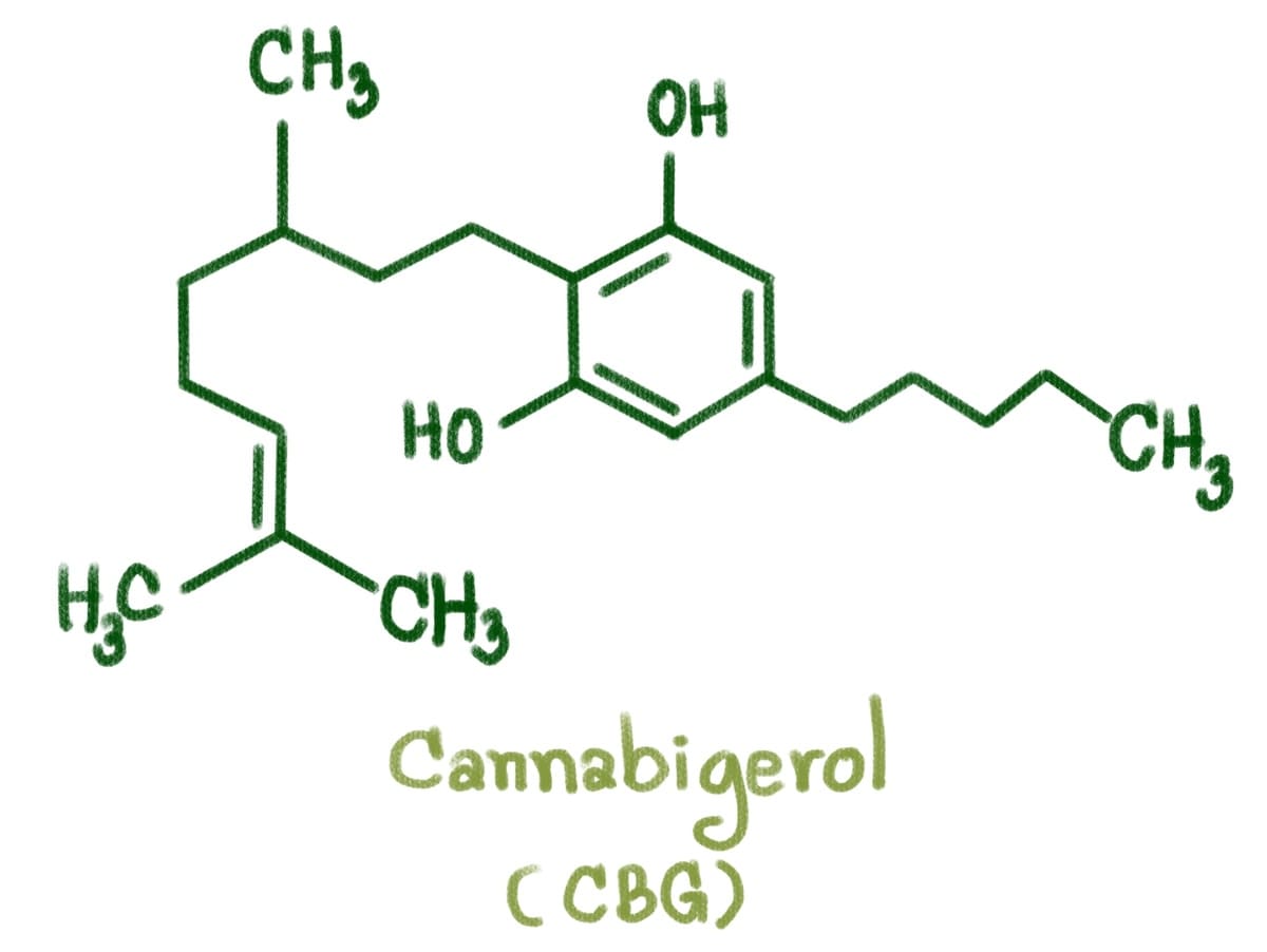 CBG et bienfaits