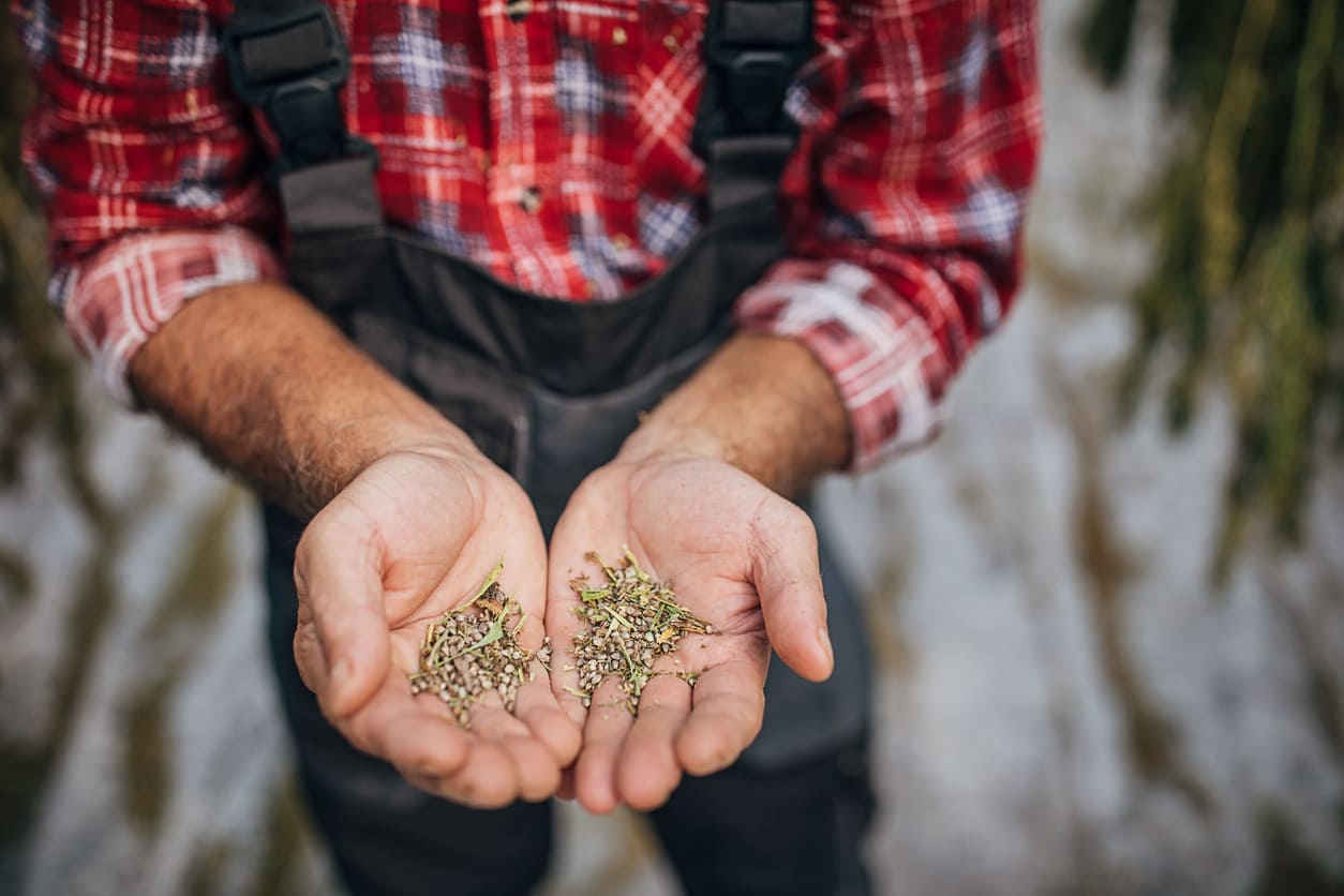 buy cannabis seeds france