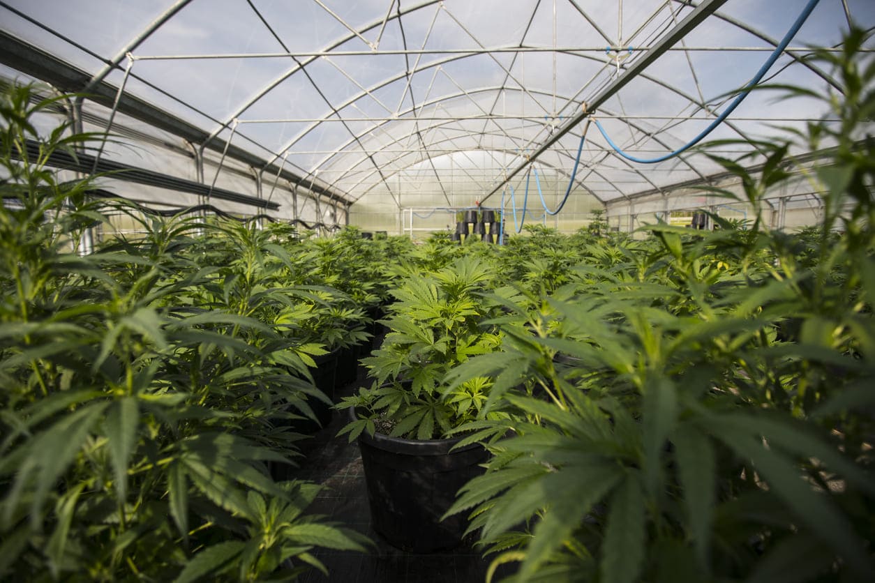 Cannabispflanzer werden