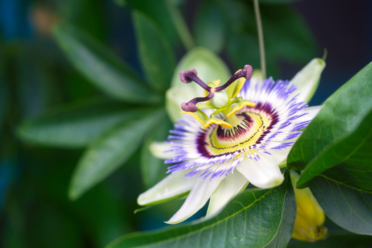 passionflower addictions