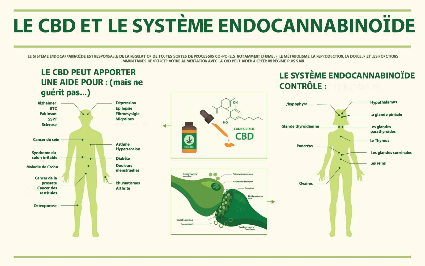 systeme endocannabinoide CBD