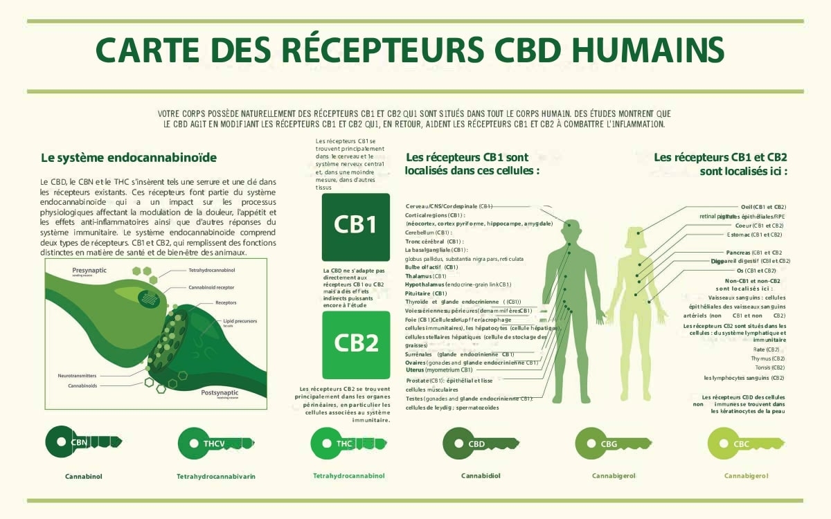 Carte récepteurs cannabinoïdes humain