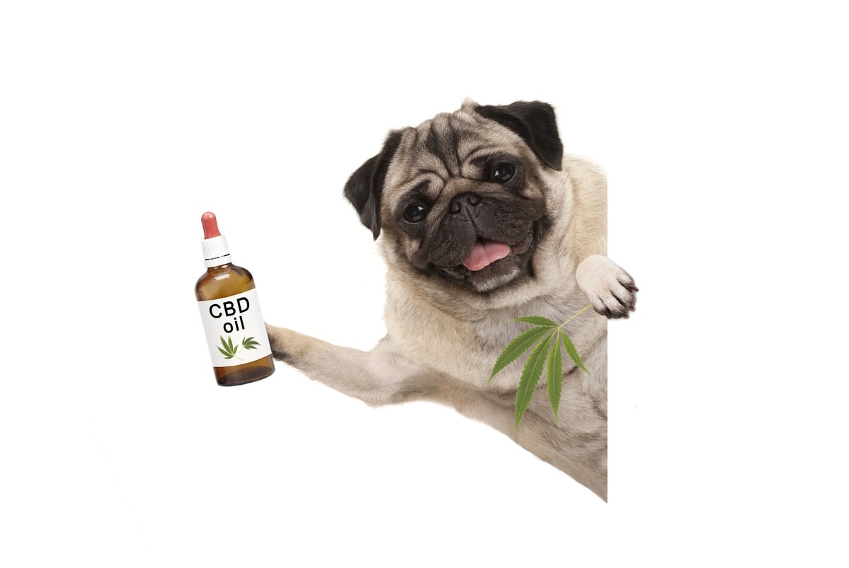 huile de cbd pour chien