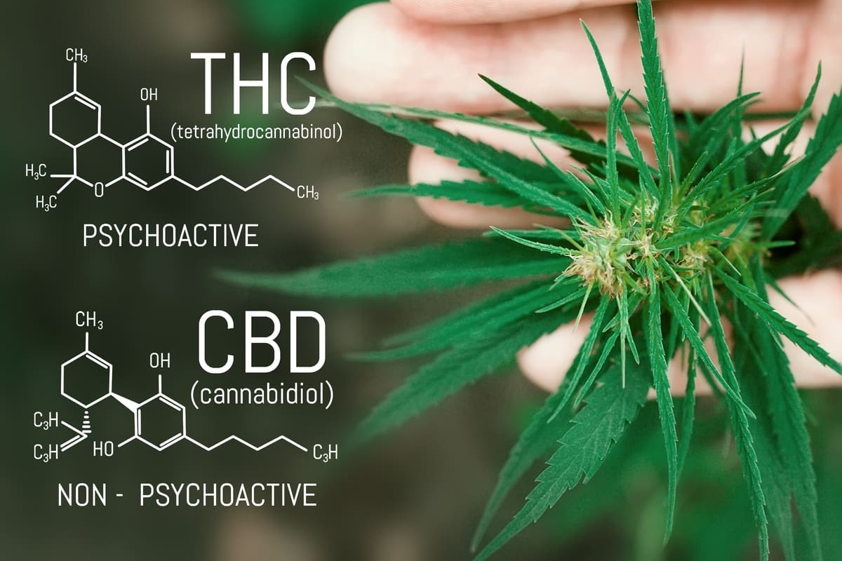 différence CBD et THC